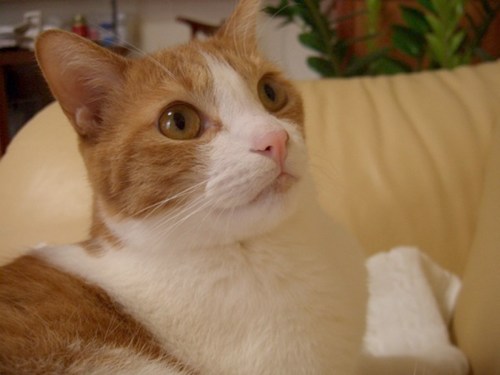 y1pnLPMu8CE3fqAqMvxsSWspptEv_lZbThmJRydsIj-ynRJsMm46C0bLLRxav0BHPwyYFJvn95uUjw