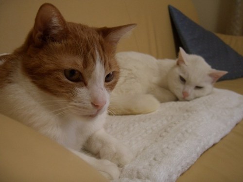 y1pnLPMu8CE3fror71vmecCtfCdHz1Q5N_CPGFJvjSI-U7xD_bG1bTNSmB4abhGVM3aoVoNfEf_cg0