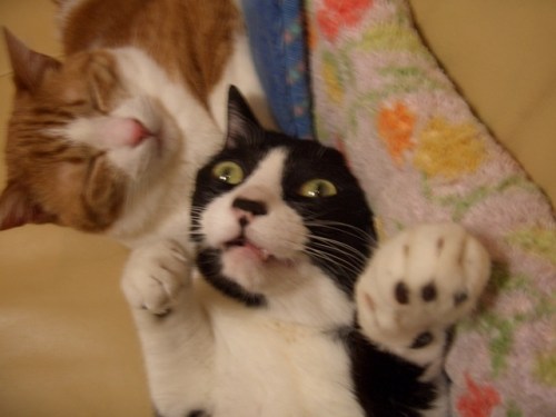 y1pd_8N8fZT_gRyifnA8msWOaytc4LQrqiZxw5C_KbLDk0fgWkc4lxHx83h1G2J1tJXUgGppIGVqIZMqHVppoaw1RJZ9vhbNd6F