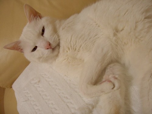 y1pnLPMu8CE3fotCIJHmxOj69wGnLZj8gy2g8wdKcnj1spAJbngpc8ujjEs91yL97UpI7-vaZKjNlc