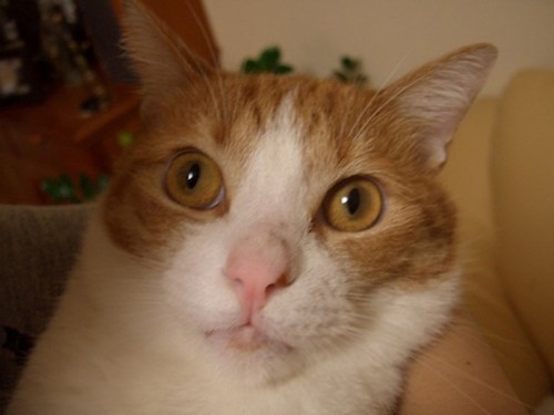 y1pnLPMu8CE3frxv__hw60zLzS72ACEWAtQ0EMZglSAHlFKZCp4ZphpPJ_2eX-ws4VpetMgOU-ovYU