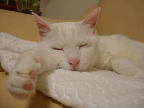 y1p2GeNRQv_t_psPrgc6hqg8-xTt109cLYB40N9gZCJwE_u7hGr8kaXtoLkT1ajKfC5qwK6NEaG2SA