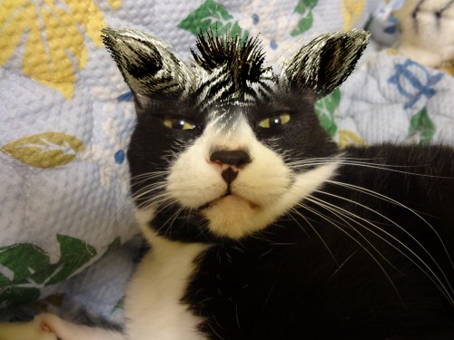 あずきシマウマのコピー