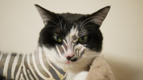 そらまめシマウマ2のコピー