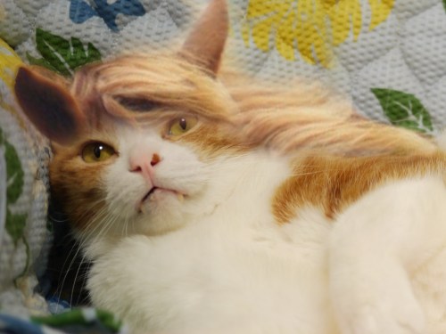 だいず鹿毛のコピー