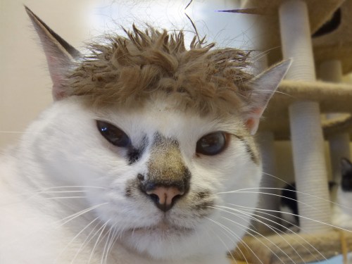 でんろくアルパカのコピー