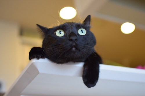 白黒総会用クック1