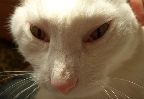 CIMG0026_1 のコピー