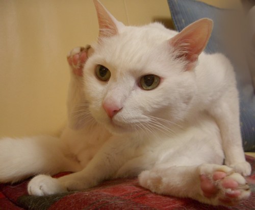 CIMG0620 のコピー