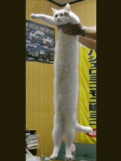 74714733_org.v1469691760